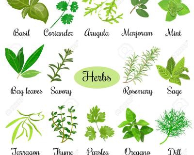 Các Loại Thảo Mộc Và Gia Vị Trong Ẩm Thực Châu Âu